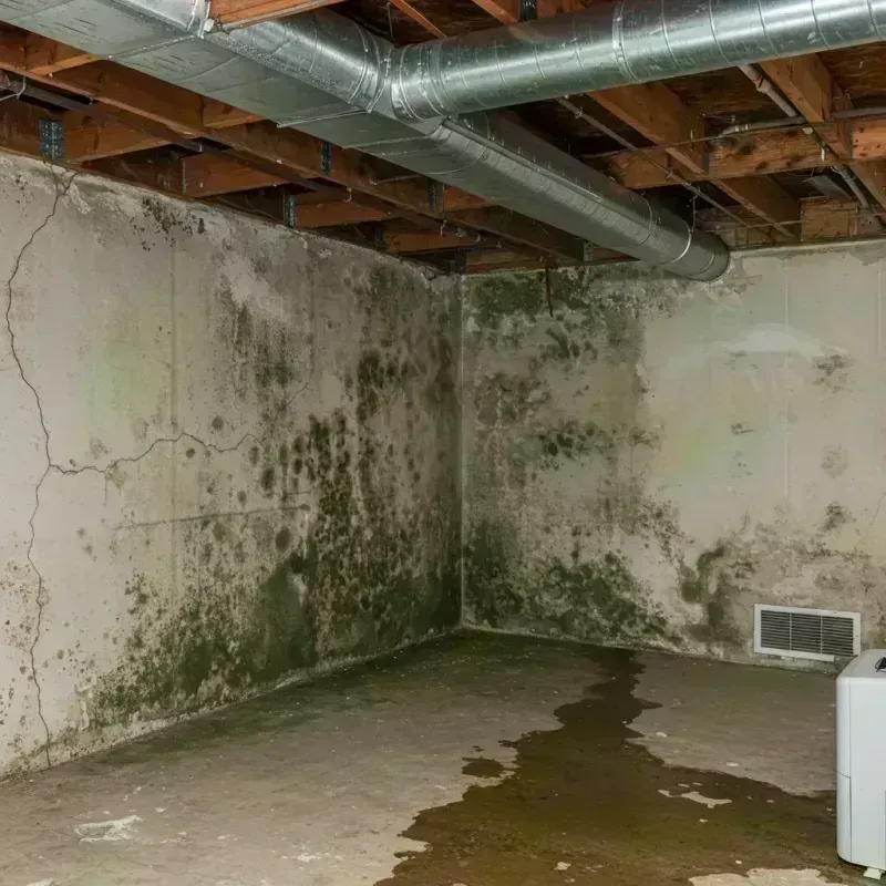 Professional Mold Removal in Guthrie Center, IA